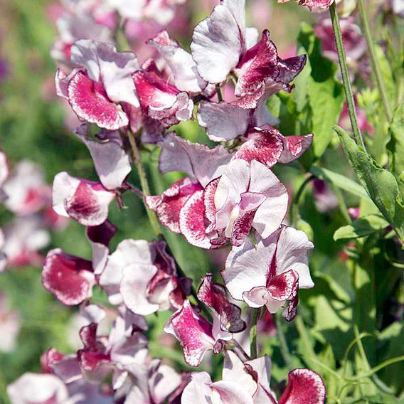 Sweet Pea Seeds - Wiltshire Ripple