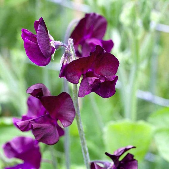 Sweet Pea Seeds - Beaujolais