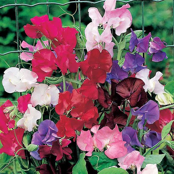 Sweet Pea 'Rob's Perfect Summer' - Seeds