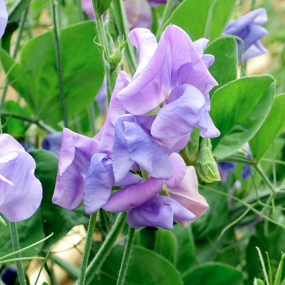 Sweet Pea Seeds - Blue Bell Carpet