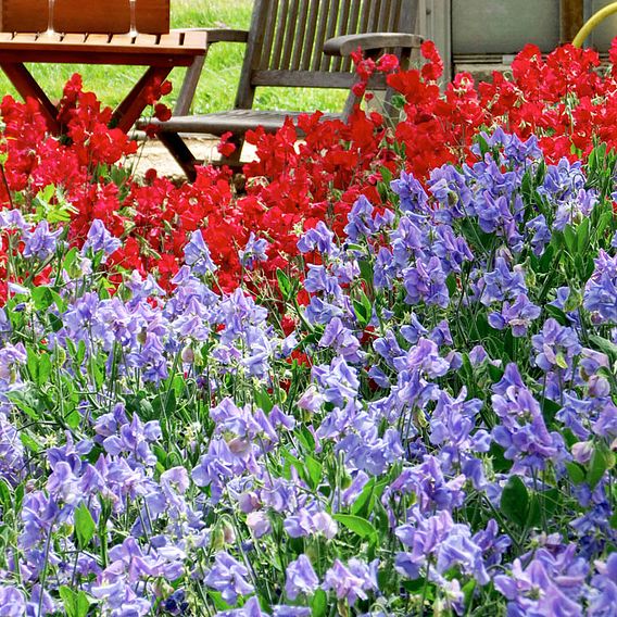 Sweet Pea 'Blue Bell Carpet' - Seeds