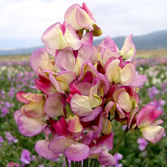 Sweet Pea 'Spanish Dancer' - Seeds