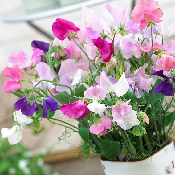 Sweet Pea 'Jet Set' - Seeds