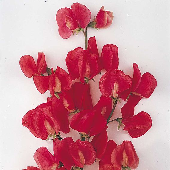 Sweet Pea 'Dobies Remembrance Mixed' - Seeds