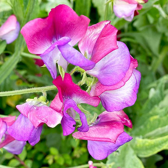 Sweet Pea 'Fire & Ice' - Seeds