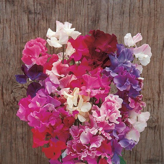 Sweet Pea Seeds - Horizon Mixed