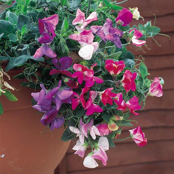 Sweet Pea 'Sweetie Mix' - Seeds