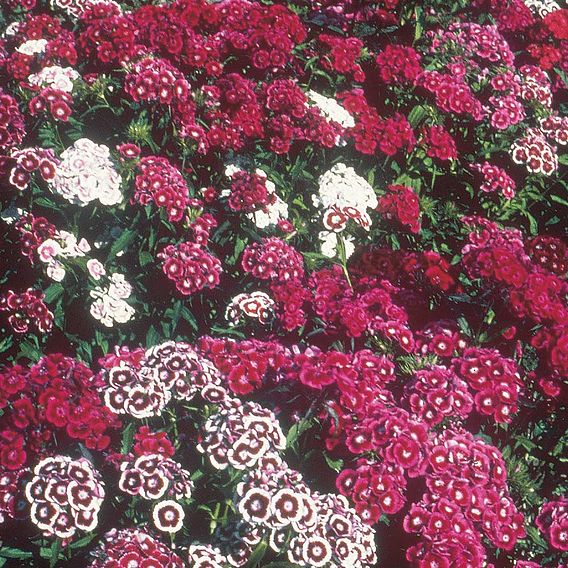Sweet William 'Dobies Special Mixed' - Seeds