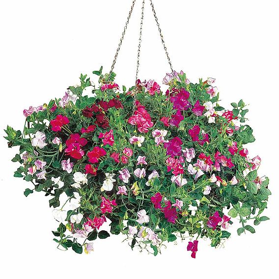 Sweet Pea 'Sweetie Mix' - Seeds