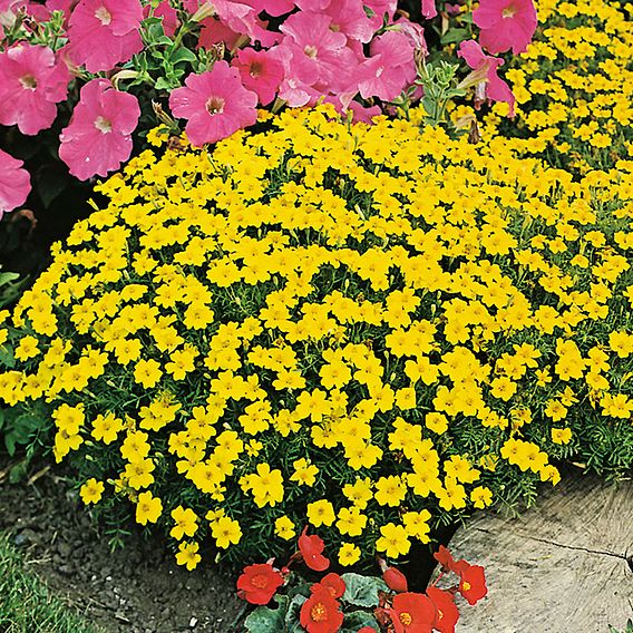Tagetes 'Lemon Gem' - Seeds