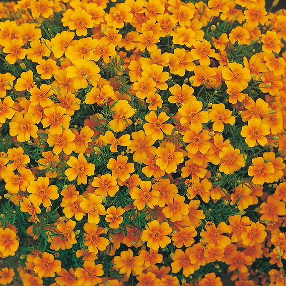 Tagetes Seeds - Tangerine Gem