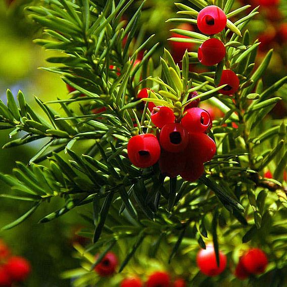 English Yew (Hedging)