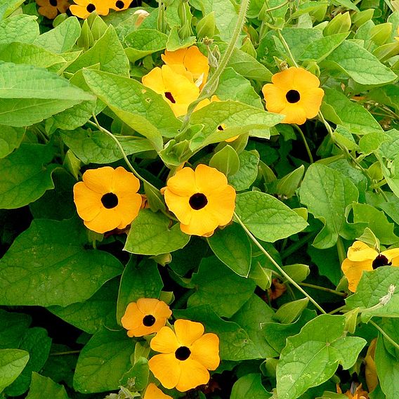 Thunbergia Alata Seeds - Susie