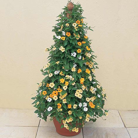 Thunbergia alata 'Susie' - Seeds