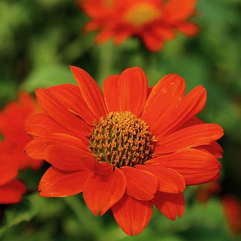 Tithonia 'Red Torch' - Seeds