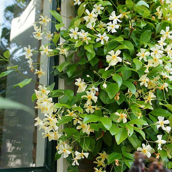 Trachelospermum Jasminoides