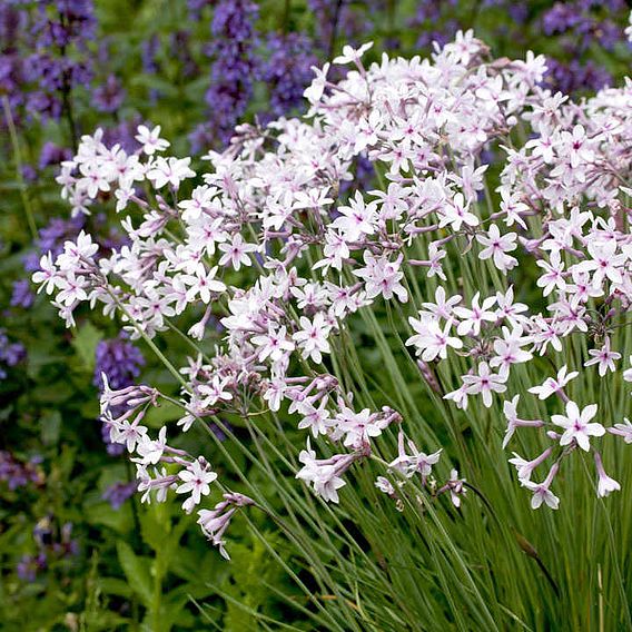 Thulbaghia 'Purple Eye'