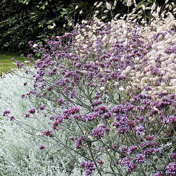 Verbena bonariensis 'Lollipop'