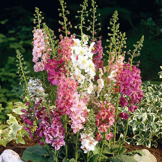 Verbascum - Verbascum Mix 