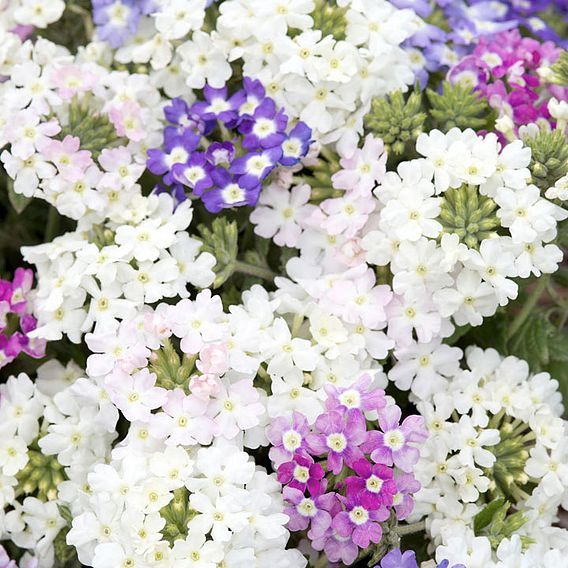 Verbena Seeds - Scentsation 