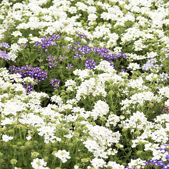 Verbena 'Scentsation' - Seeds