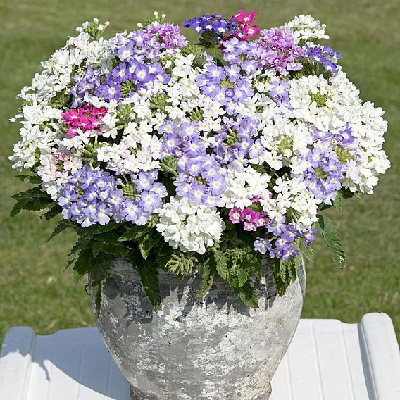 Verbena 'Scentsation' - Seeds