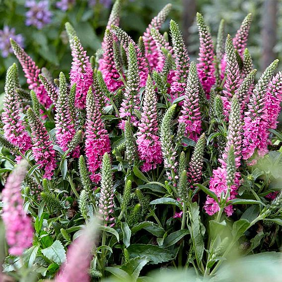 Veronica spicata 'Bubblegum Candles'