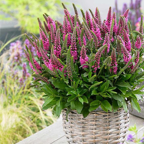 Veronica spicata 'Bubblegum Candles'