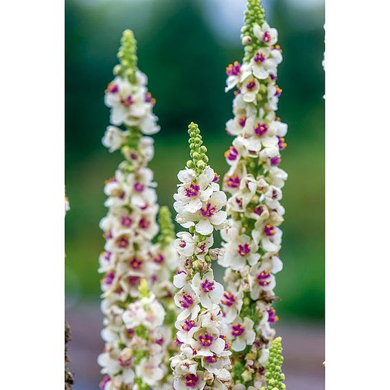 Verbascum Seeds - Snowy Spires