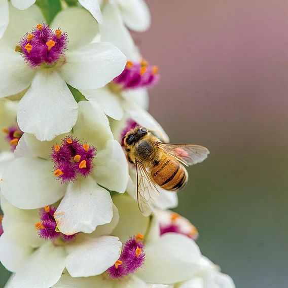 Verbascum Seeds - Snowy Spires