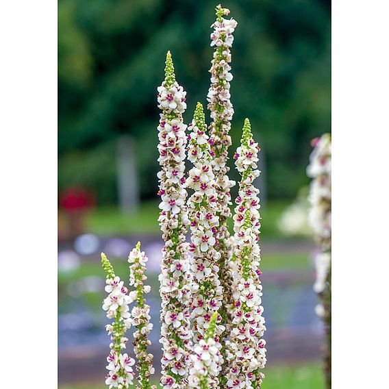 Verbascum 'Snowy Spires' - Seeds