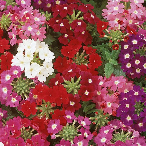 Verbena 'Quartz Mixed' F2 - Seeds