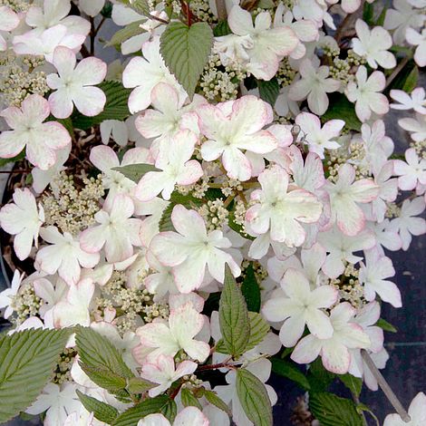 Viburnum plicatum f. tomentosum 'Kilimanjaro Sunrise'