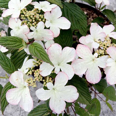 Viburnum plicatum f. tomentosum 'Kilimanjaro Sunrise'