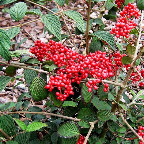 Viburnum plicatum f. tomentosum 'Kilimanjaro Sunrise'