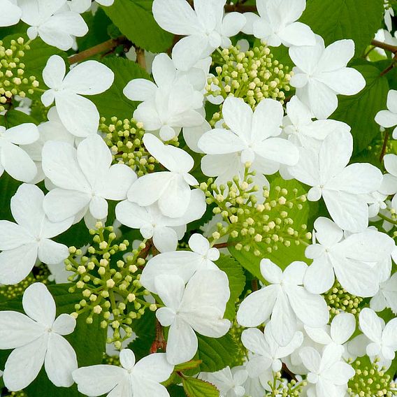 Viburnum plicatum f. tomentosum 'Kilimanjaro'