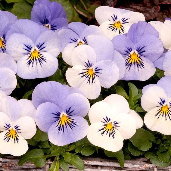 Viola hybrida 'Sorbet Yesterday Today & Tomorrow'
