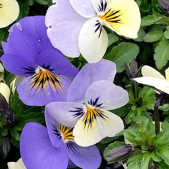 Viola hybrida 'Sorbet Yesterday Today & Tomorrow'