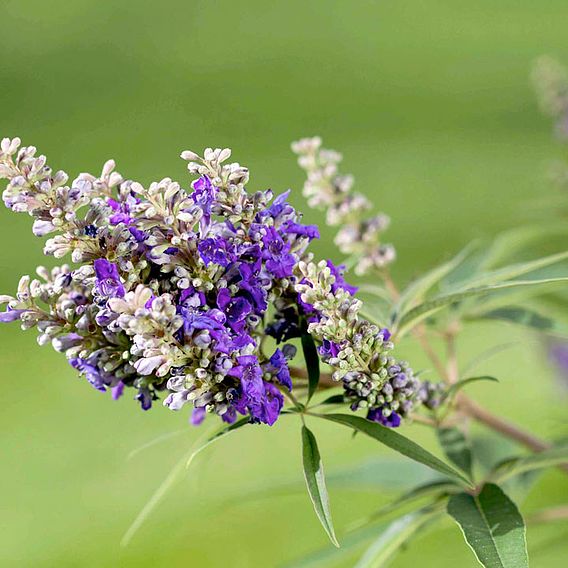 Vitex agnus-castus 'Blue Puffball'