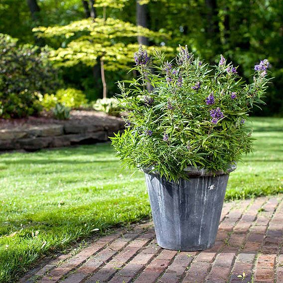 Vitex agnus-castus 'Blue Puffball'