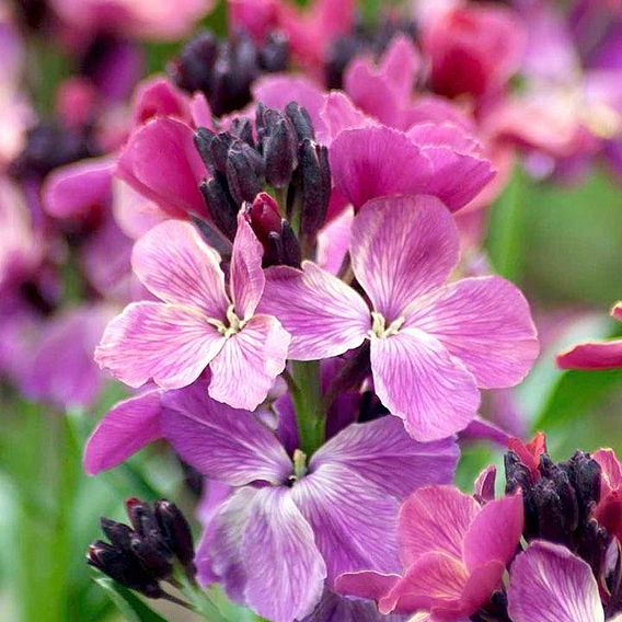 Wallflower 'Sunset Purple' F1 - Seeds