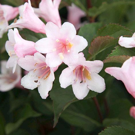 Weigela florida 'Polka'
