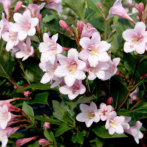 Weigela florida 'Polka'