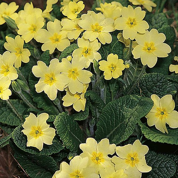 Primula vulgaris