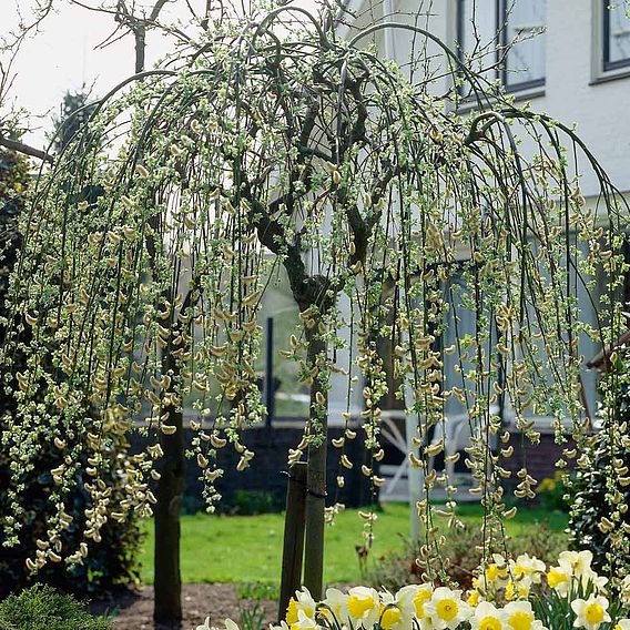 Salix caprea 'Kilmarnock'