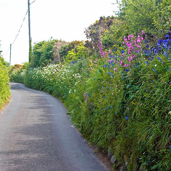 Country Hedgerow Mix