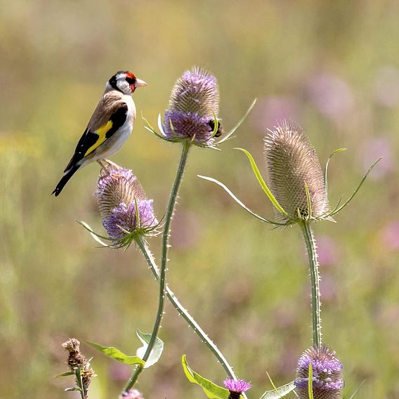 The Birds and Bees Mix - Seeds