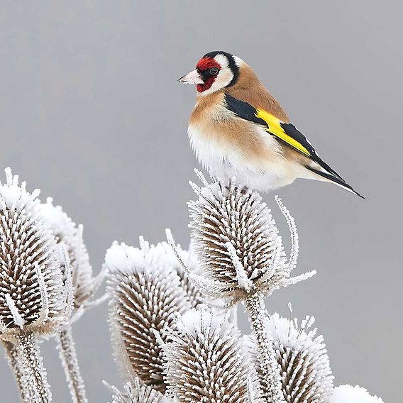 Winter Bird Feeding Mix