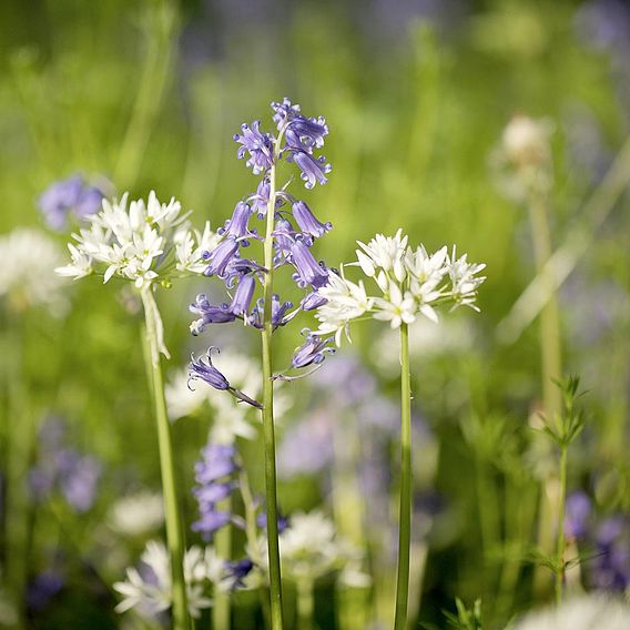 Woodland Garden Mix - Seeds