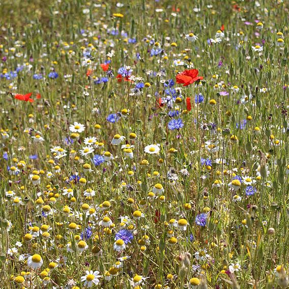 Cornfield 'Annuals Mix' - Seeds